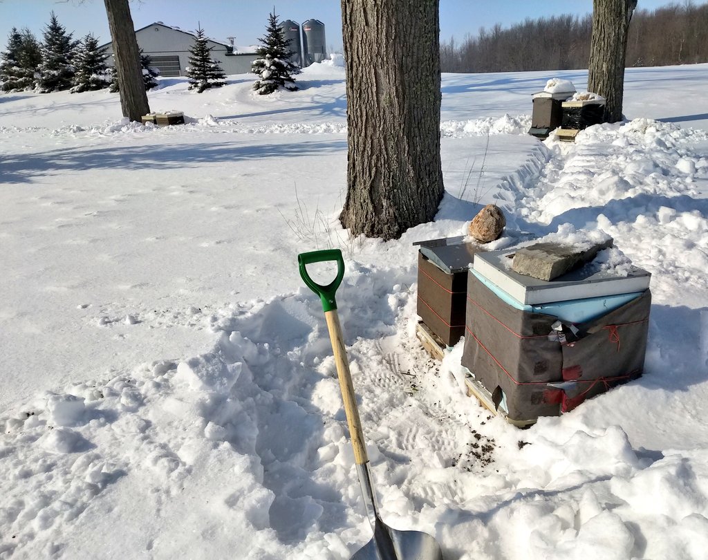 JameyFarms's tweet image. Crispy and beauty of a morning! -17C, no wind. Cleaned entrances for my other 6 hives. Each hive was buzzing. #winterbees #honeybee