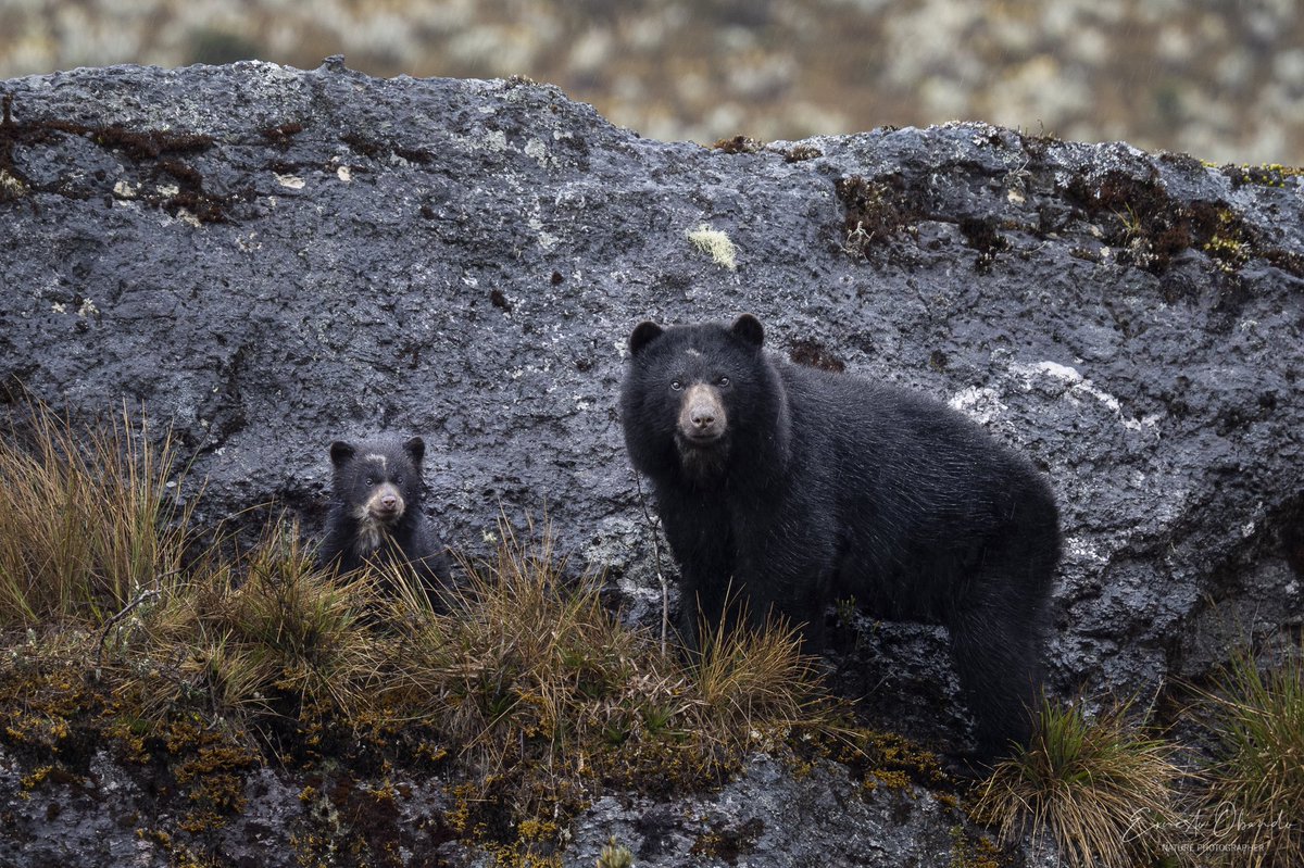 eobandosura's tweet image. Celebro con alegría el #DíaMundialdelOsodeAnteojos y su extraordinaria existencia. Protégelo y Cuídalo! @ranamarilla @NikyCarreraLevy @diegoetorres @AntanasJL @ferayqui @angieparra10 @HermanAmayaT @herrinsa @Orlandomolano71 
#PontelosAnteojosporlaVida