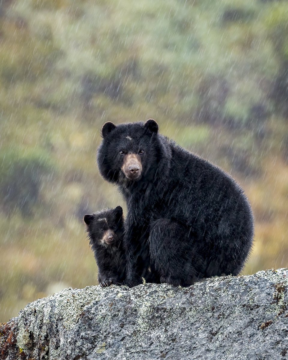 eobandosura's tweet image. Celebro con alegría el #DíaMundialdelOsodeAnteojos y su extraordinaria existencia. Protégelo y Cuídalo! @ranamarilla @NikyCarreraLevy @diegoetorres @AntanasJL @ferayqui @angieparra10 @HermanAmayaT @herrinsa @Orlandomolano71 
#PontelosAnteojosporlaVida