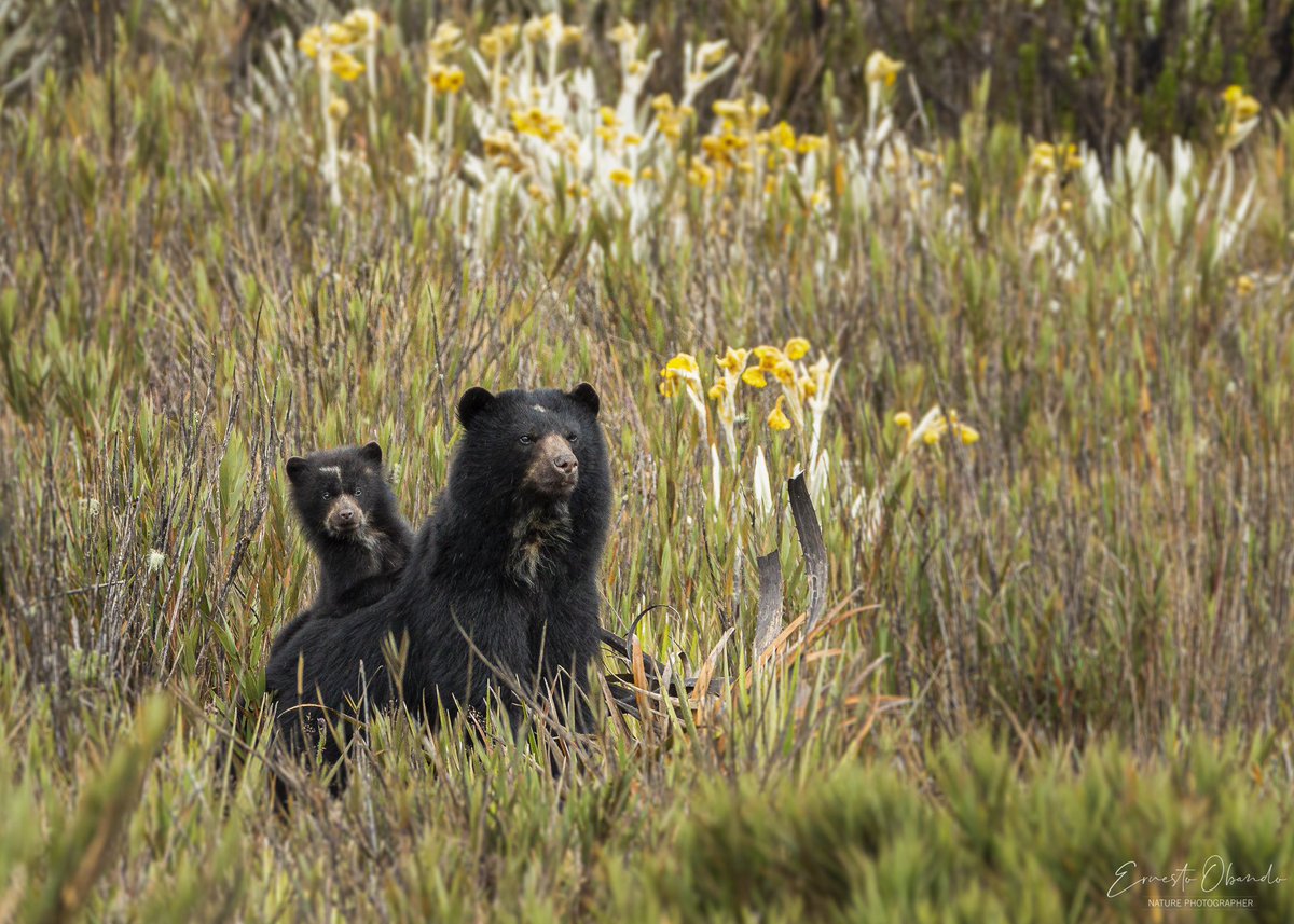 eobandosura's tweet image. Celebro con alegría el #DíaMundialdelOsodeAnteojos y su extraordinaria existencia. Protégelo y Cuídalo! @ranamarilla @NikyCarreraLevy @diegoetorres @AntanasJL @ferayqui @angieparra10 @HermanAmayaT @herrinsa @Orlandomolano71 
#PontelosAnteojosporlaVida