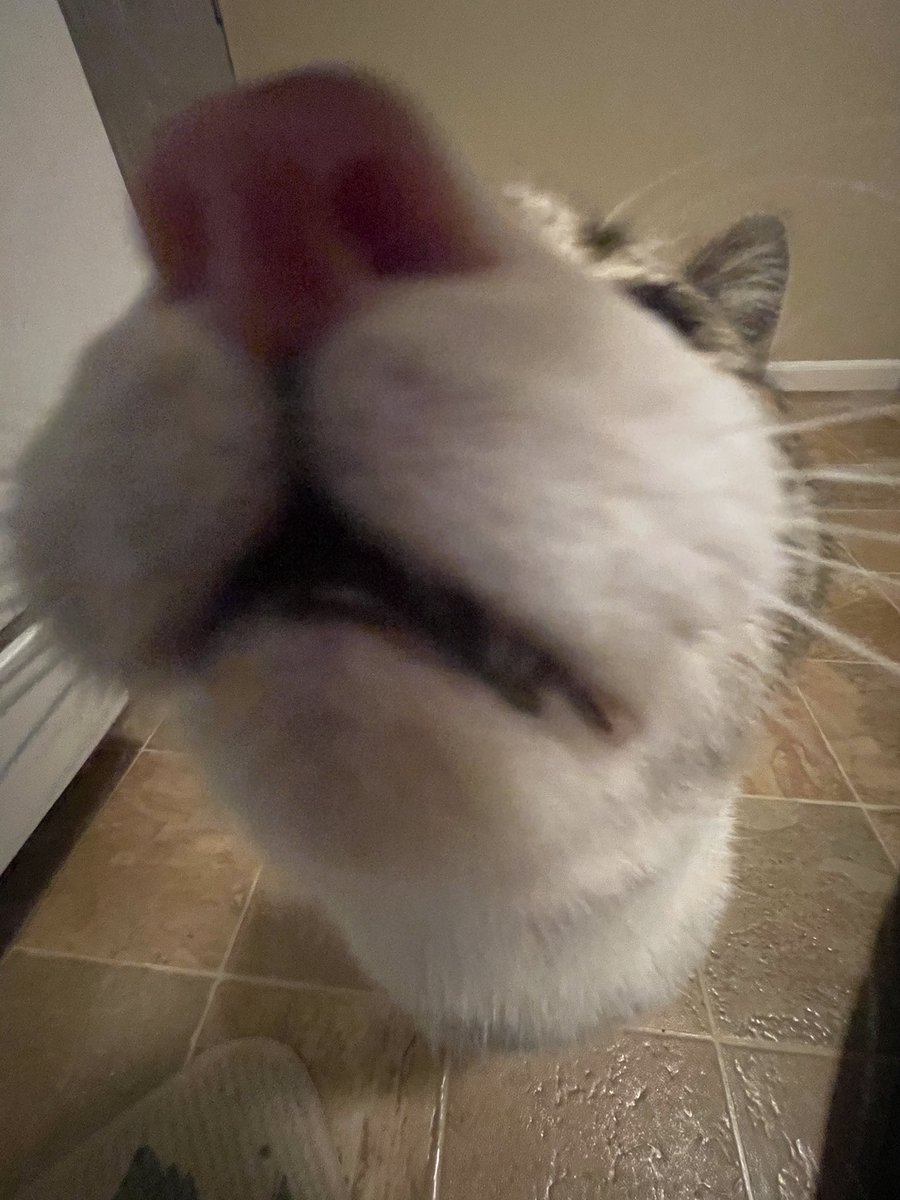 sadfacealeigha's tweet photo. Some extra good pictures of my cats https://t.co/ZOLLF7IMzC