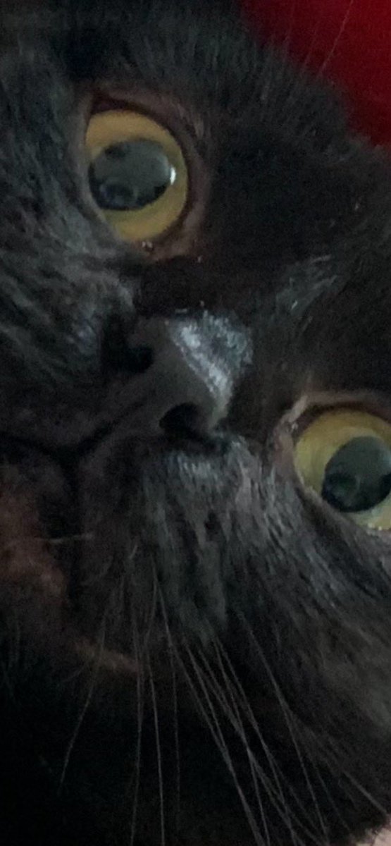sadfacealeigha's tweet photo. Some extra good pictures of my cats https://t.co/ZOLLF7IMzC