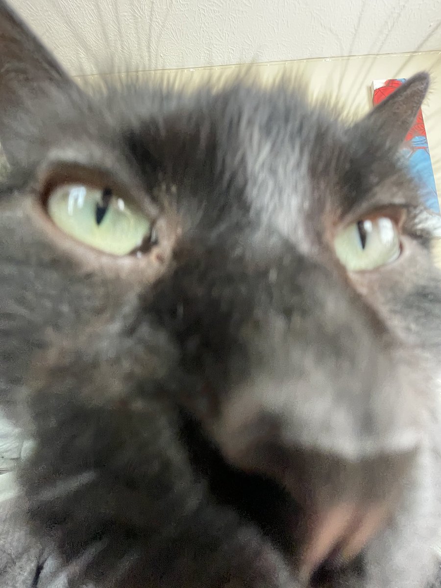 sadfacealeigha's tweet photo. Some extra good pictures of my cats https://t.co/ZOLLF7IMzC