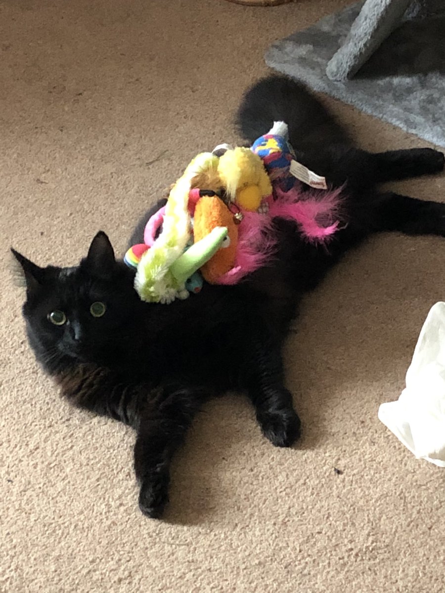 Jaxcross69's tweet image. My hoomans thought it was funny to “cat stack” my toys on me today, I will get my vengeance later... hehehe #CatsOfTwitter #blackcat #CatStacking