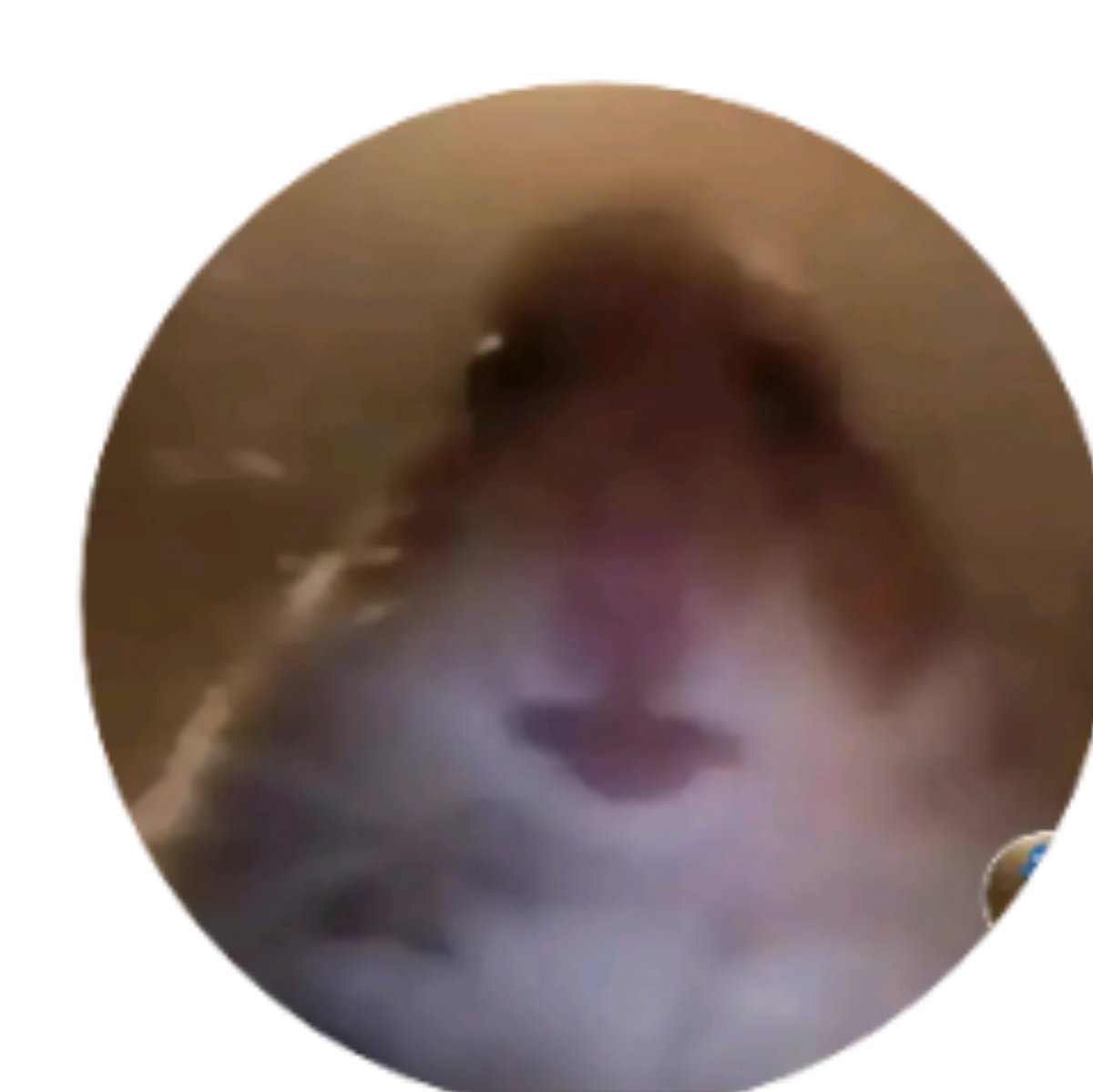 Funny Pfp Hamster - Pin By Sapphire Shanon On Vp Mems Funny Hamsters