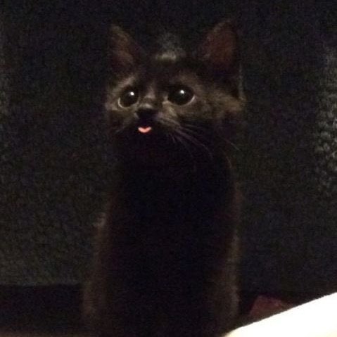 cat?                                    daisuke?