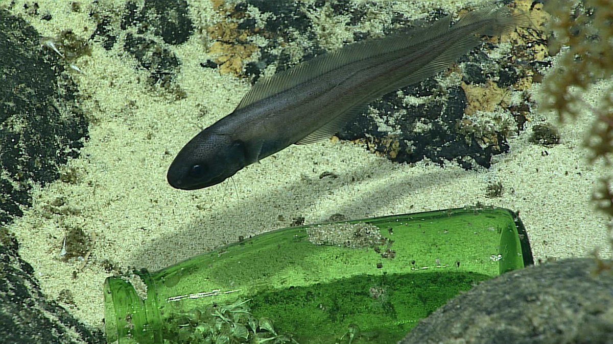 oceanexplorer's tweet photo. #ImageOfTheDay: February 21, 2021: Glass bottle seen at 1,152 m (3,780 ft) depth in Pacific Remote Islands Marine National Monument. Ocean exploration yields important discoveries, but is also unmasking scale of human impacts in deep ocean.

Full caption: https://t.co/WbYuJ3jJGJ https://t.co/0SpGkLiWm8