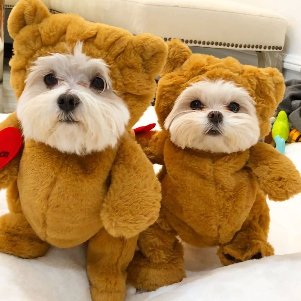 pandaloonstore's tweet photo. Doggies as teddy bears are rare to find but we found a pair this weekend. 🐻🐻 Aren't they soo cute? 🥰
Thank you @bradley_and_chandler for sharing such an amazing pic. ❤
.
.
.
#Pandaloon #smalldogs #teddybears #maltesepuppies https://t.co/FsmNKRjfDz https://t.co/IOjyUZYlBS