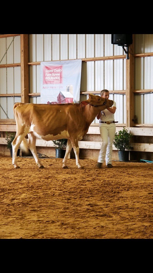 First up we will look at Mary Beth Collette’s SAE. She says, “My SAE is dairy production and a large part of that is showing dairy cattle. I’ve grown up around cattle and it’s always been something I’ve enjoyed. FFA has really helped me pursue something I love.”