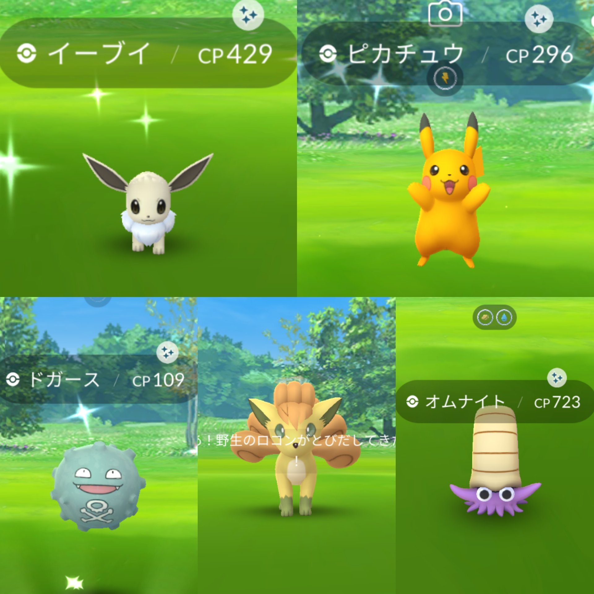 Momomomomomomo コレクションにレイドにタスクに忙しく あっという間の楽しい12時間でした メインはやはり色違い 狙ってたオムナイトとミニリュウをゲットできて嬉しい ピカブイに始まり 神秘的なブルーのメタモンに出会い エビワラーで締め ポケモンgo