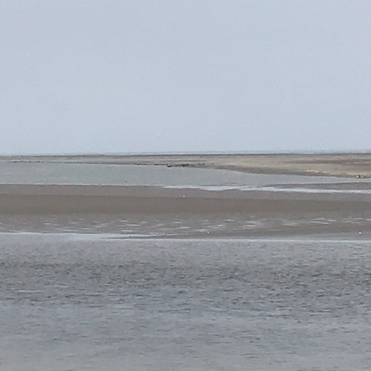 APouliguen's tweet photo. Ils étaient loin - loin ! - mais je suis très content d’avoir vu des phoques !! 😁
#PointeDuHourdel #BaieDeSomme
@EspritHdF @crtchdf @hautetforthdf
(oui peut-être que c’étaient de gros cailloux, je ne sais pas, mais je choisis de croire que c’étaient bien des phoques ! 😊) https://t.co/OgI8MWwhN2