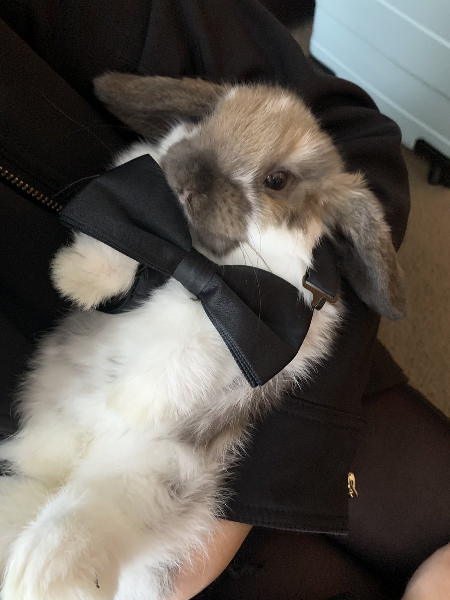 iluvektar100's tweet photo. y’all wanna see the cutest shit ever https://t.co/zY63u3kgaH