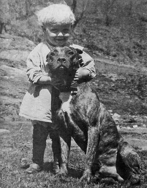 Pit Bulls Against Discrimination tweet media