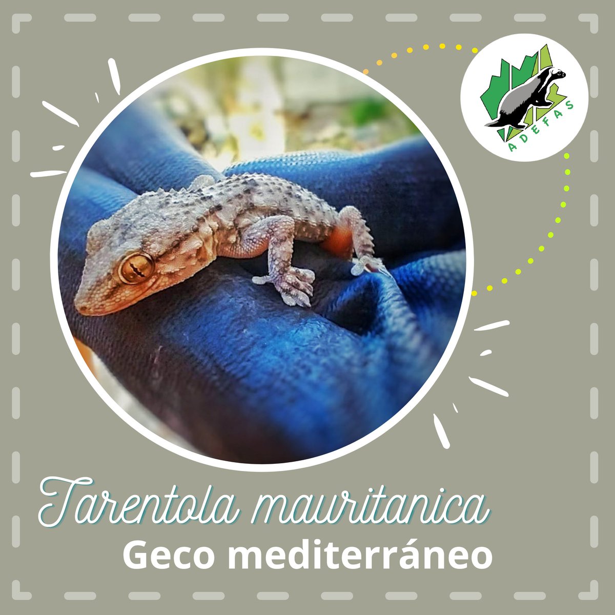 ADEFAS2001's tweet image. Hoy no existen antecedentes de que esta especie sea dañina, conforme plagas o competidora de especies nativas pero ha avanzado en su distribución por lo que se debe investigar su impacto. Si ve uno puede aportar con información, fotografías, etc en facebook.com/groups/geckosd…