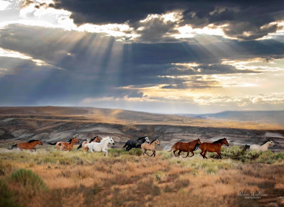 ColorfulCOCltv's tweet photo. Congrats to Robin Wadhams Equine Photography for being our featured photographer of the week! 

“A Band Stallion pushes his family away from the storm. Sand Wash basin in Nortwest Colorado!” 

We share shots of Colorful Colorado! #colorfulcoloradocollective for Daily Features! 😊 https://t.co/vBZQlw87qn