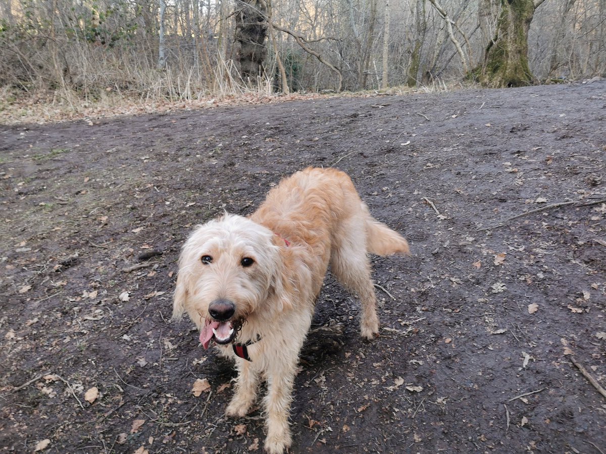 Oot wi the rents at Chatelherault today. Nice n muddy. Just the way I like it. Lovely day. Wished I could take this fur coat off a couple of times.