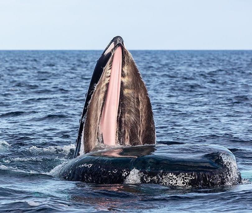 Happy #WorldWhaleDay from the team at Atlantic Whale Watch. Dreaming of taking you guys out on the North Atlantic in search of these stunning creatures. And this summer we will! This image was taken on one of our trips from #Courtmacsherry in June 2020 by @mikebrownphotos.