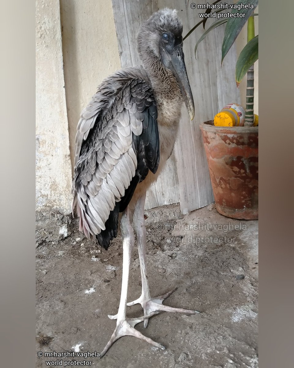 'In meditation'
'Juvenile painted #stork bird'
.
.
.
© @worldprotector7
#paintedstorks #paintedstork
#worldprotector #Mission_of_world_protection #Discover_of_Harshit_Vaghela #birds #birdwatching #birdphotography #birding #wildlifephotography #wildlife #nature #NaturePhotography