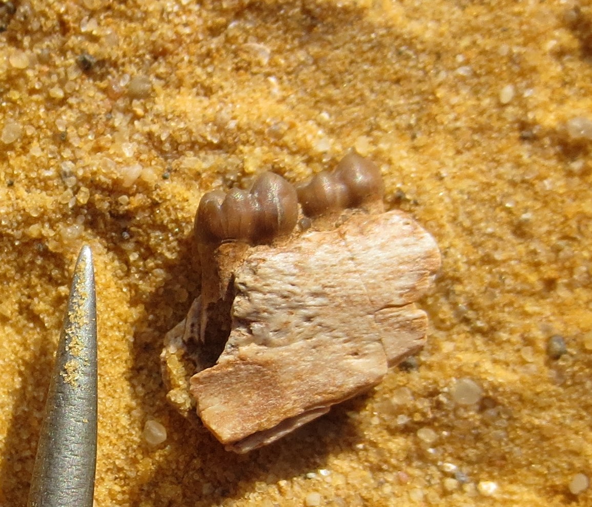 A wonderful primate fossils come out from #Fayum, #Egypt -- (30 million year old)
#Sallam_Lab #MUVP