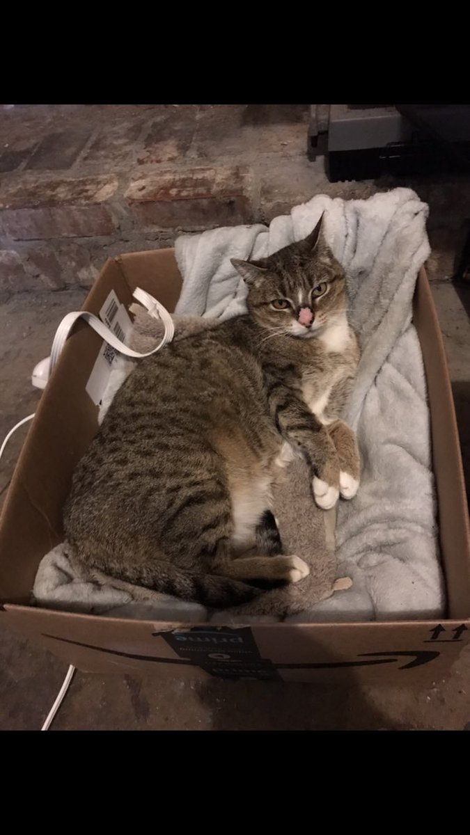 spinning_will's tweet photo. Outside cat gets this belated #caturday post. She had the space heater and heating pad this week and played everyday in the snow. We adopted her when her family moved. She’s 14. She’s lived in the cul-de-sac longer than everyone. #Kitten/#ToeSox Happy Caturday. https://t.co/Z1Yvn9qdN6