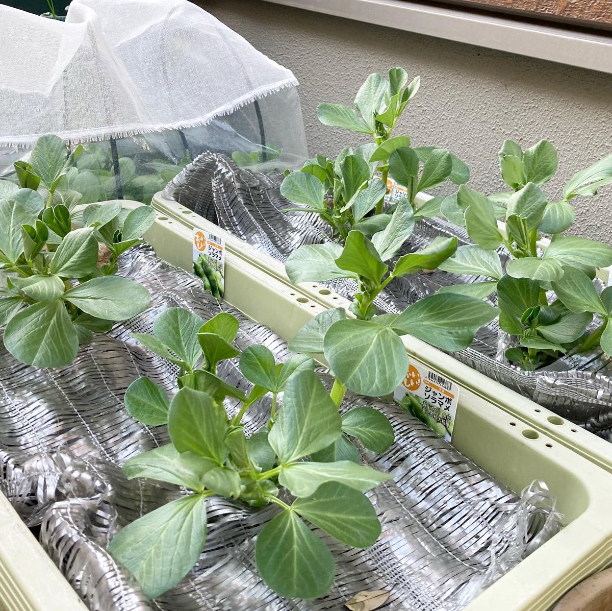 家庭菜園を楽しむサラリーマン على تويتر Sun Feb 21 そら豆にスナップエンドウ 春に向けてボチボチと成長し始めました 家庭菜園 プランター菜園 そら豆栽培 スナップエンドウ栽培 スローライフ スローフード