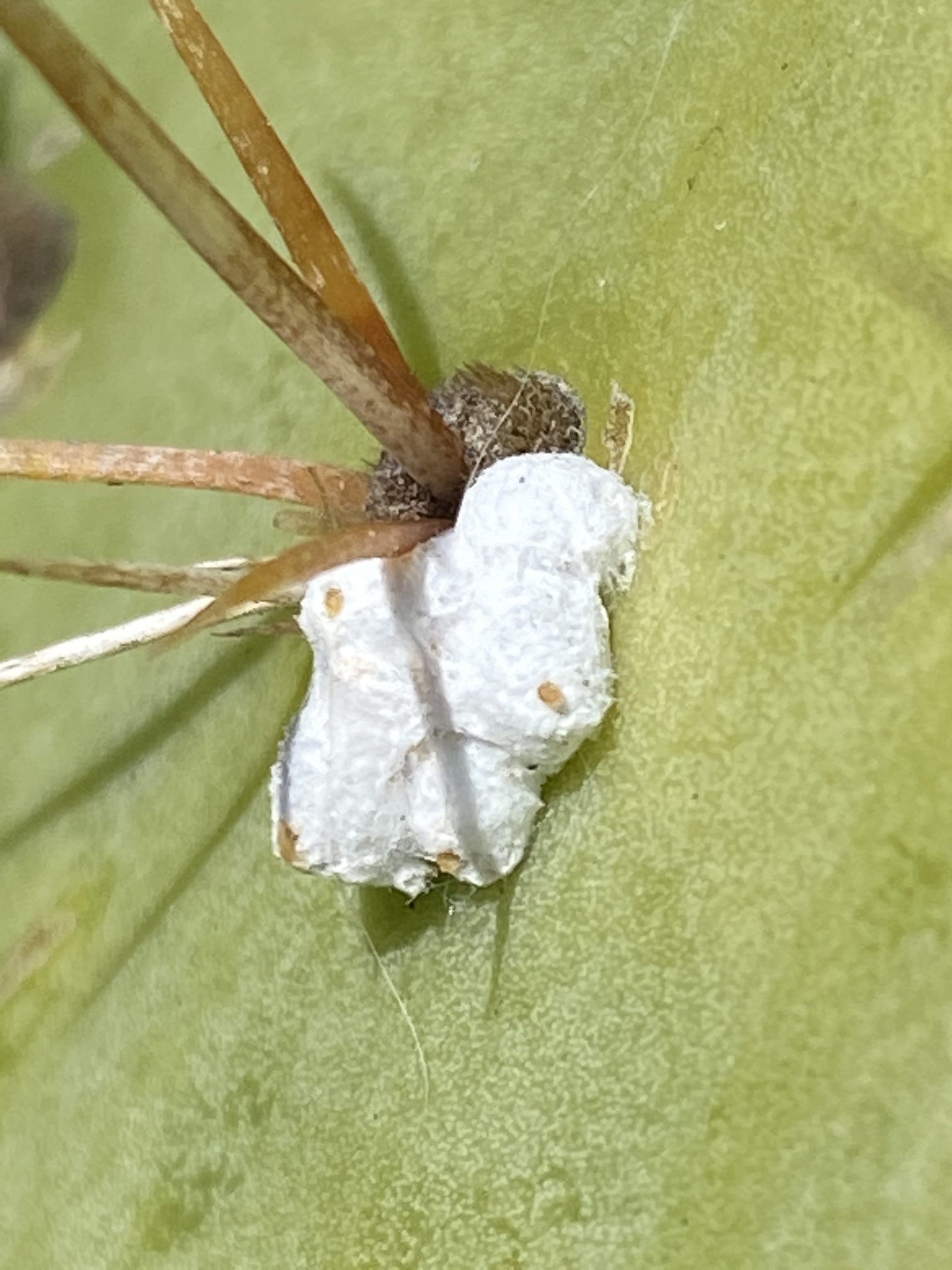 Machette Art on Twitter: "Cochineal bug (Dactylopius coccus) on prickly ...