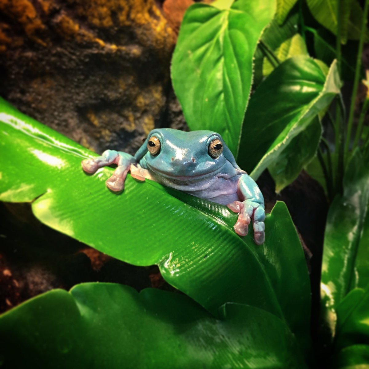 Science O3 tweet media