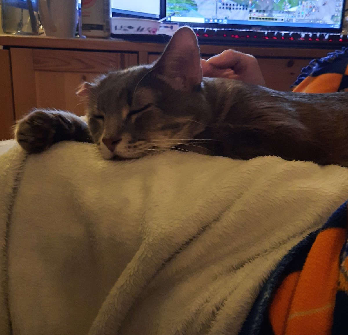 OneEaredCat's tweet image. The ultimate anchor ⚓

#cats #CatsOfTwitter