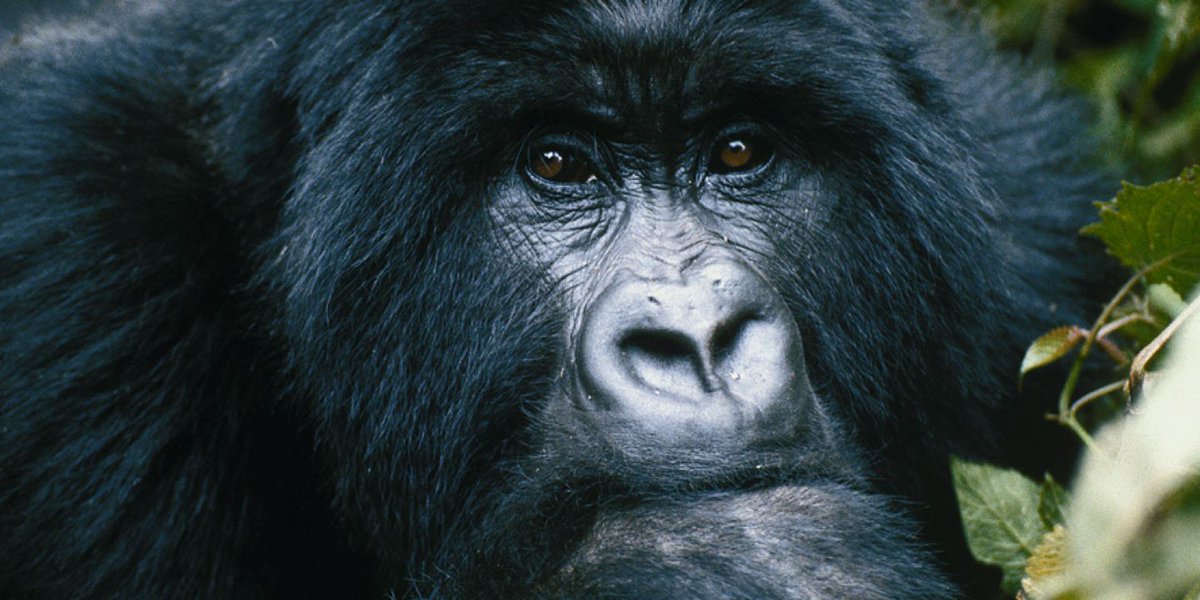 Science O3 tweet media