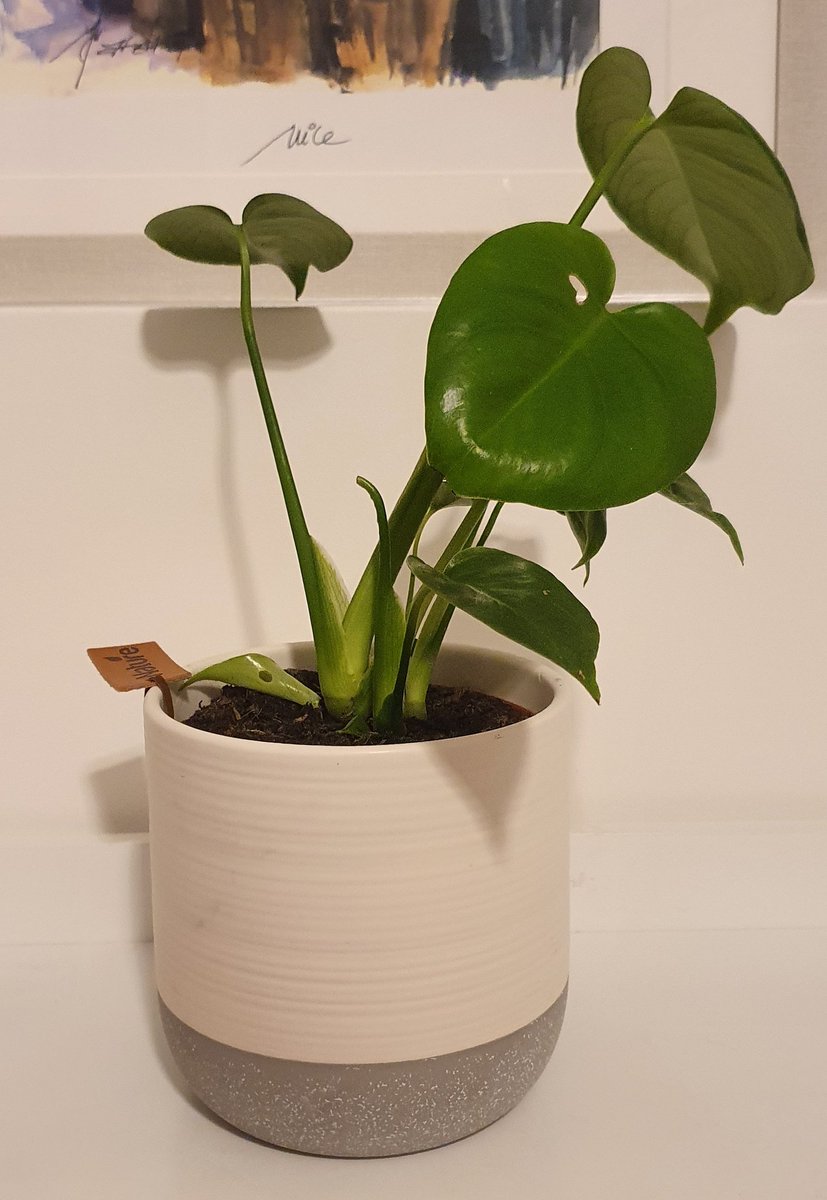 lovely_plot's tweet image. I bought monstera as I haven't had a pleasure to murder one of those yet 😂 @thriftygreen 😂