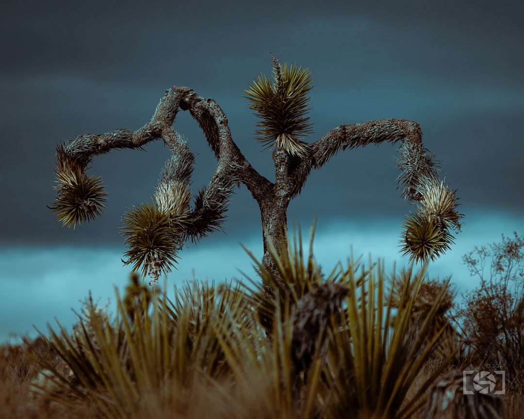 Crazy how a couple different angles change a whole scene. The same applies to life - perspective goes a long way. Our reaction is what decides whether we’ve been wronged, so choose not to react and save yourself some self-inflicted harm #stoicism #joshuatree  #nationalparks