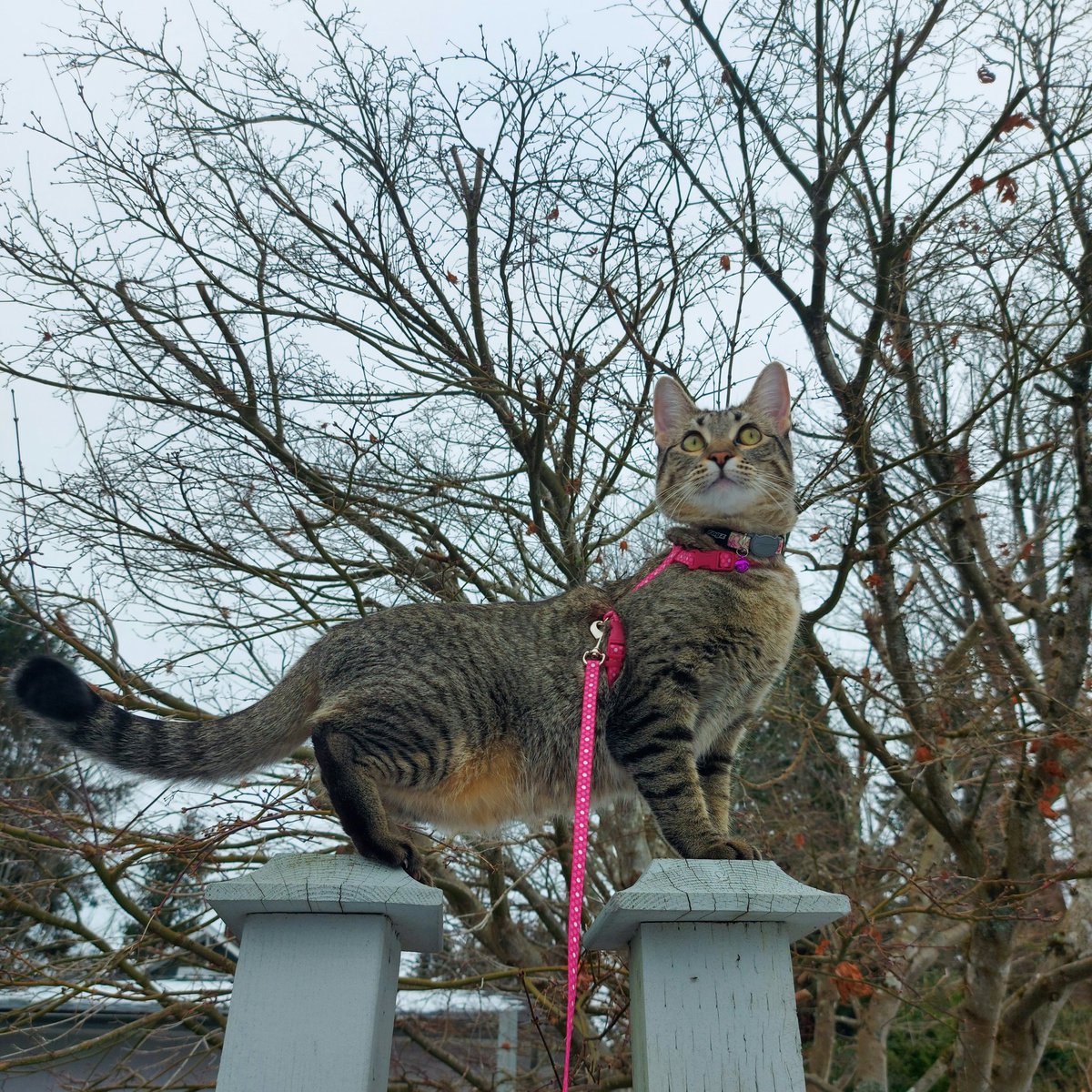 aniashes's tweet image. 🐱