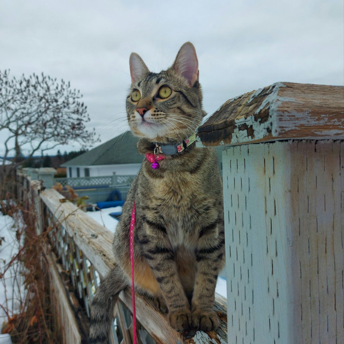 aniashes's tweet image. 🐱