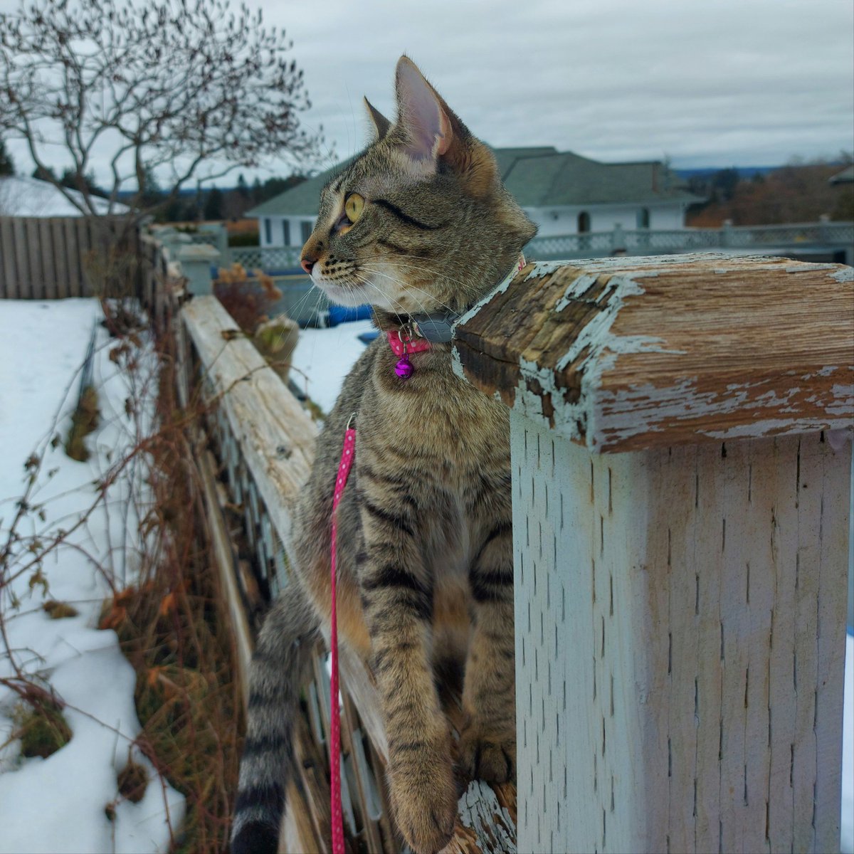 aniashes's tweet image. 🐱