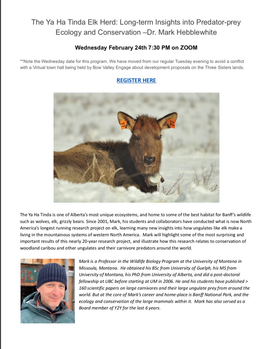 Bow Valley Naturalists host Dr. Mark Hebblewhite Wednesday Feb 24th at 7:30pm. This is a special night. Don't miss it!  If you do, check the recording on the BVN website. 
bowvalleynaturalists.org/the-ya-ha-tind…