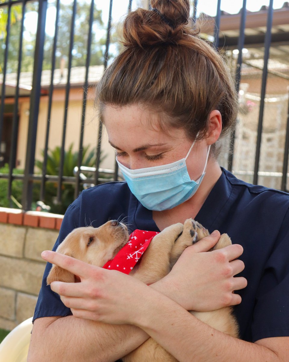 GuideDogsGDA's tweet photo. YES, puppy-hugging is a real job at GDA! After our puppies are born, we start with our socializing process right away. Daily puppy hugging gets our puppies used to being picked up, held, and loved from day one. https://t.co/YGZml2HjoO