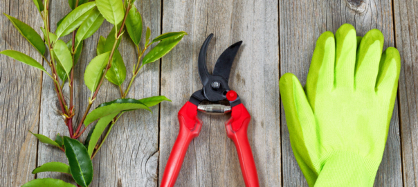 BayscapeCA's tweet image. How to Choose the Correct Pruning Tools: buff.ly/2Ki9WTL #pruning #pruningtools #gardeningtips #gardeningDIY