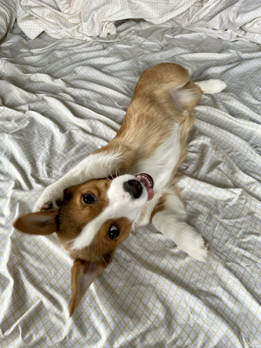 Levi Andersen tweet media