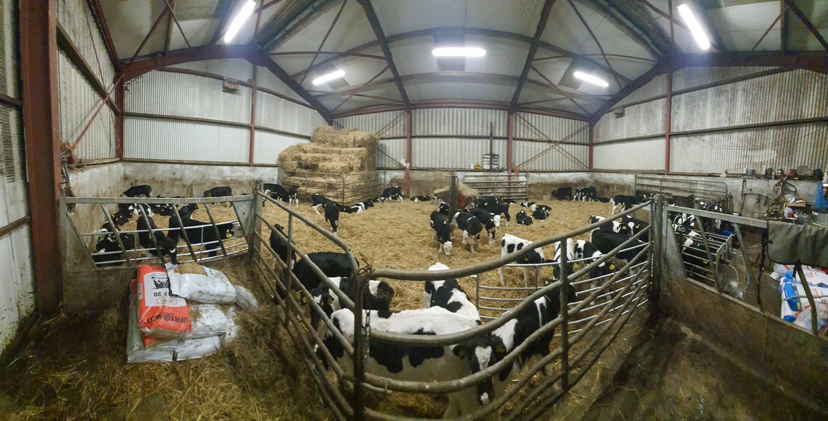 All happy and contented to the sound of <a href="/beat102103/">Beat 102 103</a> and milk powder of <a href="/milkivit/">Berk Berker</a> from <a href="/TrouwNutr_IRE/">Trouw Nutrition Ireland</a> and a choice of calf20 from <a href="/LiffeyMills/">Liffey Mills</a> and #calfage from <a href="/eclipse/">eclipse</a>