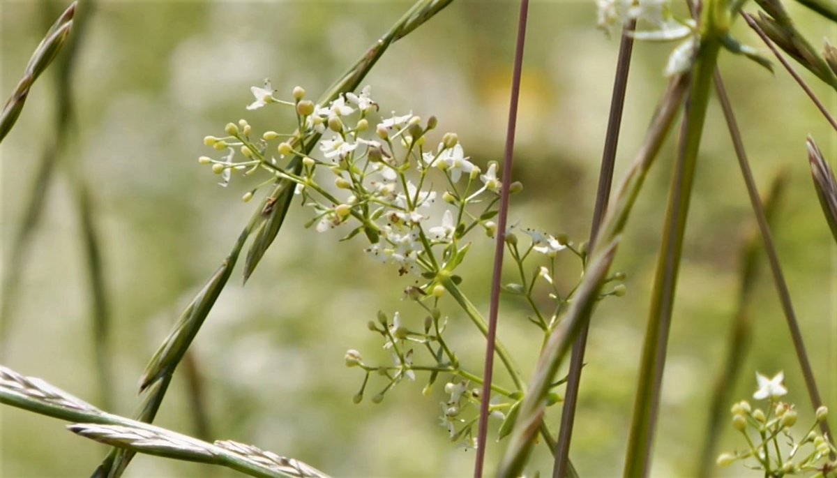 121productions's tweet image. Great to see some of our 'Farming for the Future - Wildflower Meadows on the Nene' film used in @BBCCountryfile tonight. Watch on BBC iplayer catchup - or you can see our film in its entirety at vimeo.com/372918569 made with @wildlifebcn for @nenescape and @_NeneValley