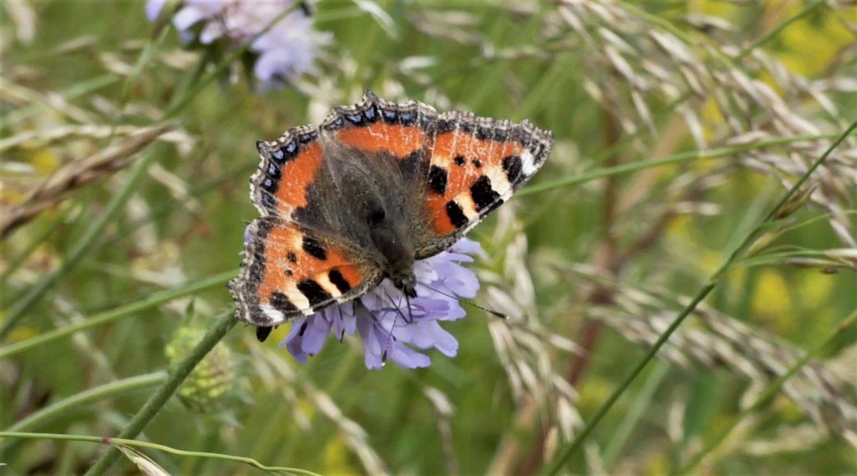121productions's tweet image. Great to see some of our 'Farming for the Future - Wildflower Meadows on the Nene' film used in @BBCCountryfile tonight. Watch on BBC iplayer catchup - or you can see our film in its entirety at vimeo.com/372918569 made with @wildlifebcn for @nenescape and @_NeneValley