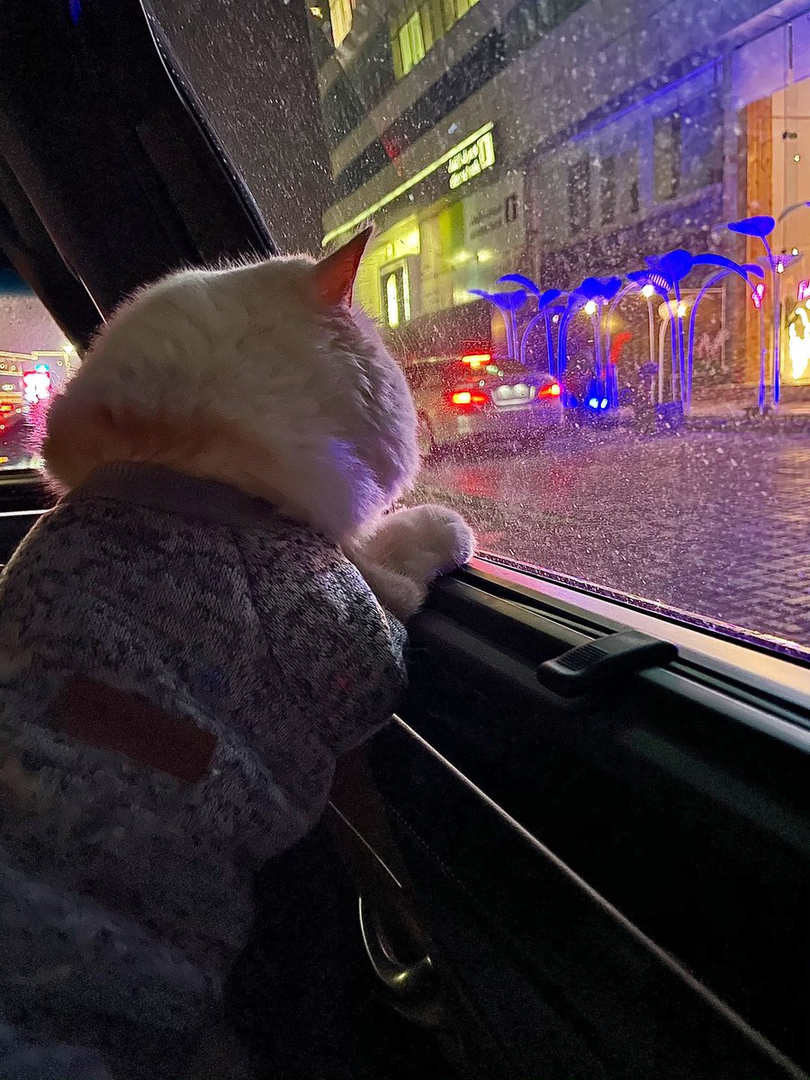 Bodegacats_'s tweet photo. 📷: @Reematare https://t.co/bpcj1PjL5i