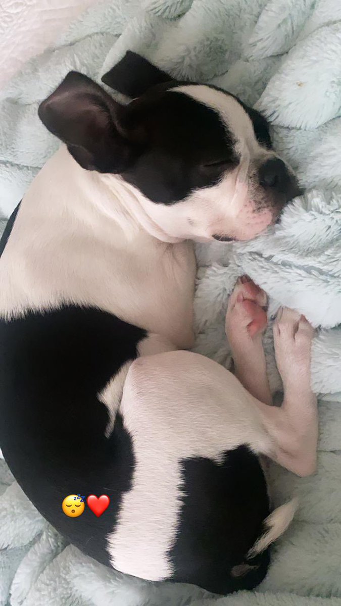 tinocotania's tweet photo. Mi sobrinas Brianna, Mia y Danna estan muy tristes por la desaparición de TEO. esta tarde en Barandúa.  Cualquier información 0980762427 https://t.co/gGb5jlXmhA
