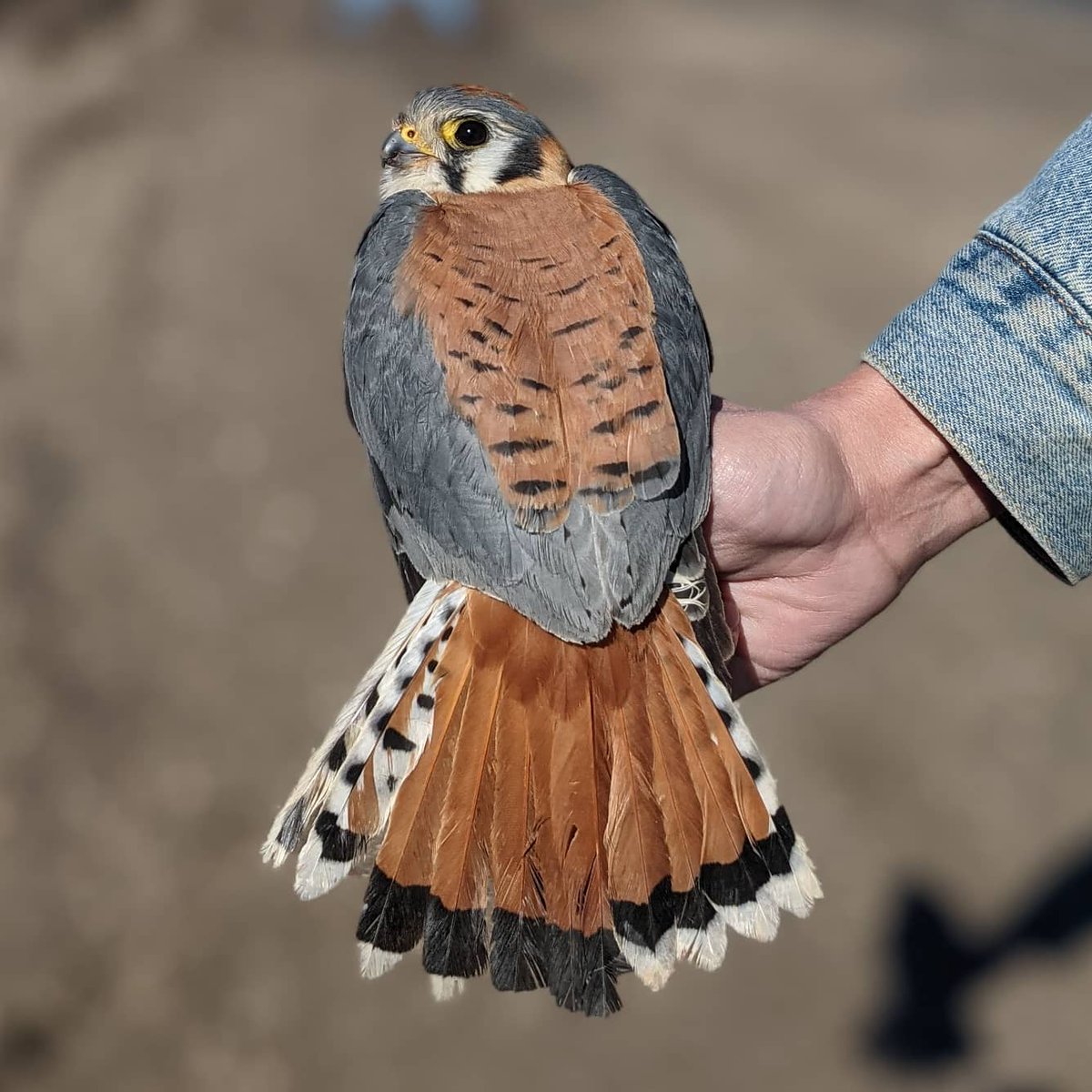 Nice to get out for some #americankestrel banding today. The highlight was recapturing a female (left), an individual that we banded as a nestling back in 2015!