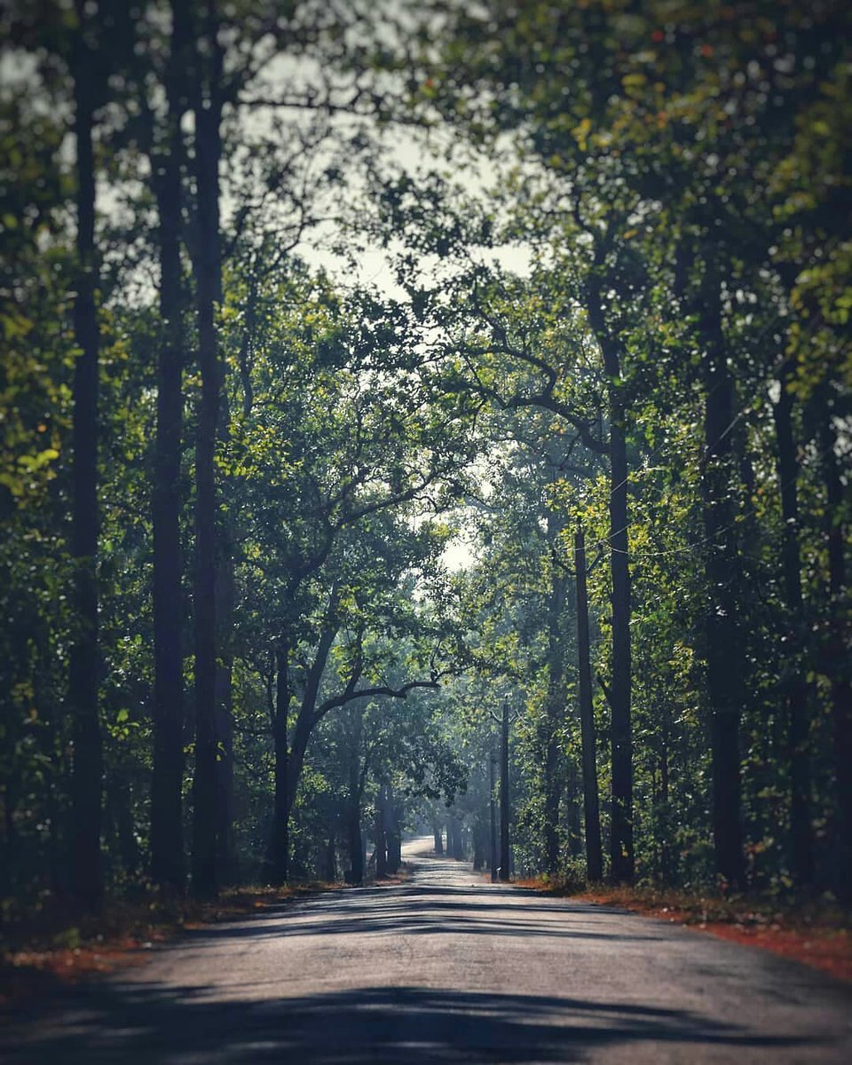 If you wish to drive on the road, here is where you need to go>>
.
.
This beautiful road is on the way to the #Bhimkund waterfall. 

#naturephotography #nature  #myodisha #blogger #travelphotography #photooftheday #wanderlust #yourclicks_india #travel #traveltheworld