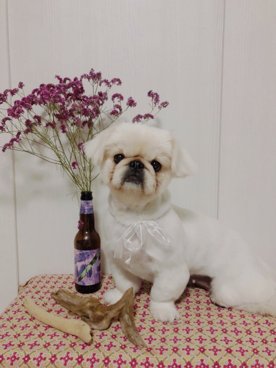 棚原里帆 2 22猫の日に生まれた犬 一緒に写真撮らせてくれない笑 髪の毛食べるけど可愛い T Co 0y1ljjo2rn Twitter