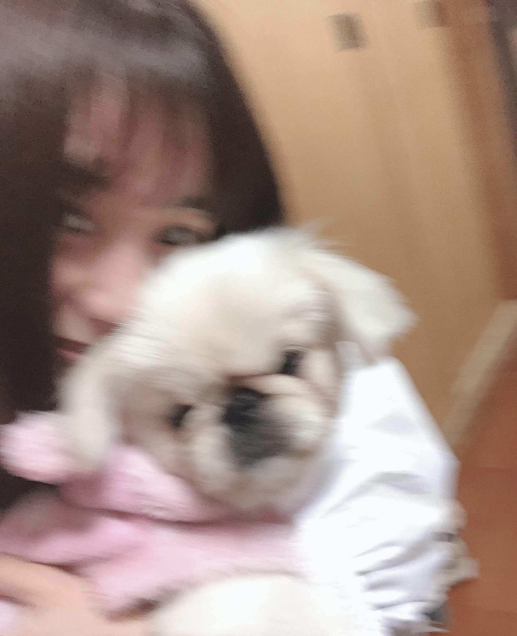 棚原里帆 2 22猫の日に生まれた犬 一緒に写真撮らせてくれない笑 髪の毛食べるけど可愛い T Co 0y1ljjo2rn Twitter