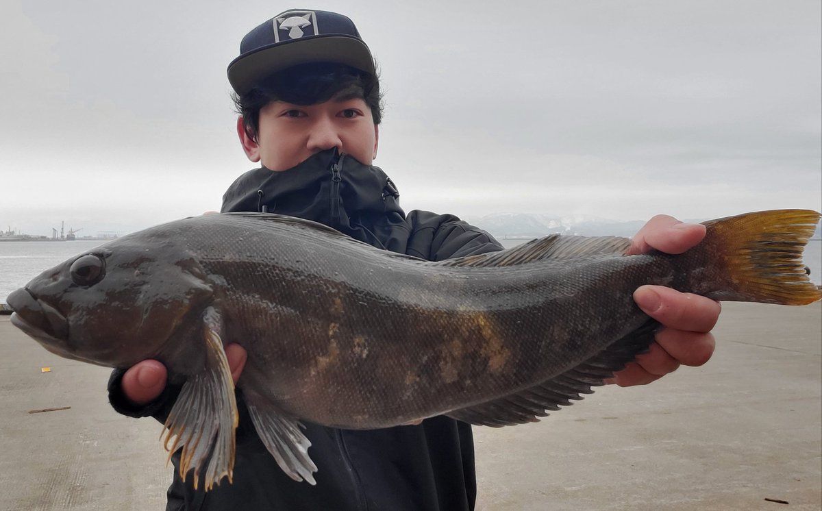 対馬 大湧 今年初の函館湾アイナメ サイズは50届かずだったけどこの時期にこの魚は素直に嬉しい 仕事頑張ります 対馬 大湧 今年初の函館湾アイナメ サイズは50届かずだったけどこの時期にこの魚は素直に嬉しい 仕事頑張ります