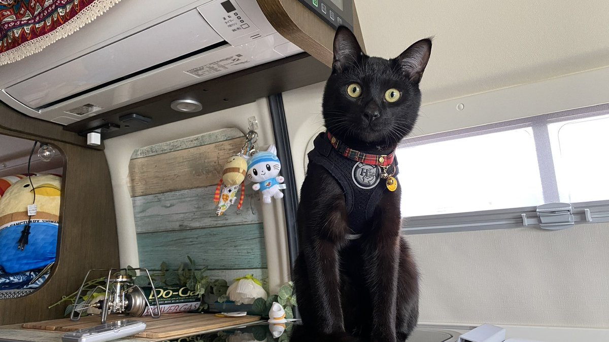 Miho氏 車中泊で全国放浪ひとり旅 おはようございます 本日は2 22 にゃーにゃーにゃー ネコの日 てなわけで 旅する黒 ネコ ぽんずのアカウント作りました フォローしてくれると喜びます わたしが Ponzu Tripcat