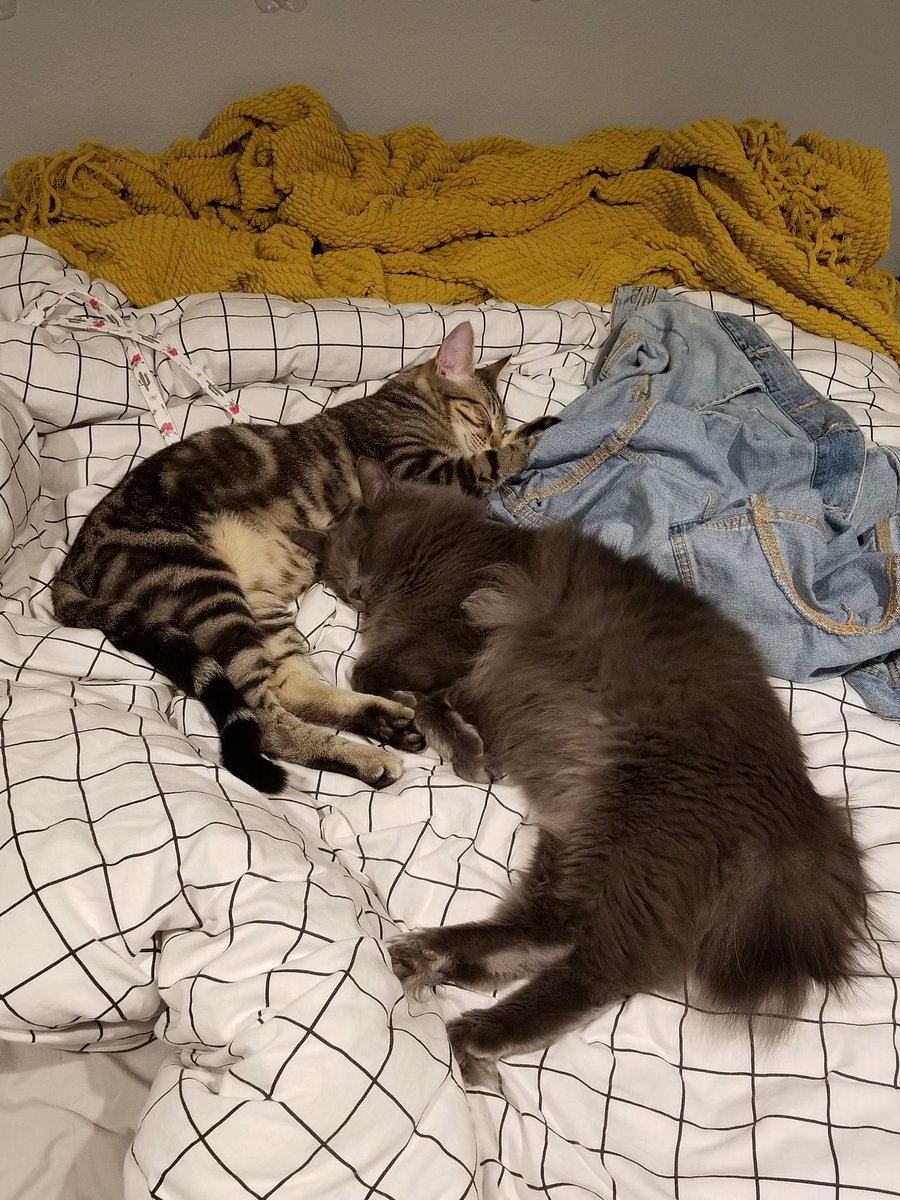 two brudders cuddling on my bed with my jean jacket 